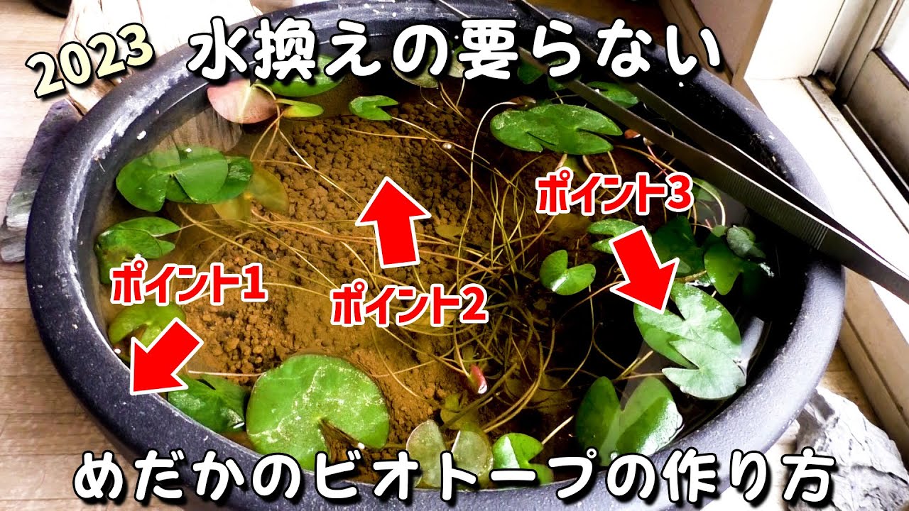 【初心者必見】水換えの要らないメダカの屋外ビオトープの簡単な作り方｜超重要なポイント3選！