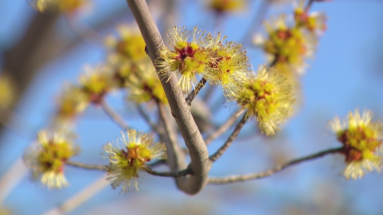Why allergy season is so bad right now
