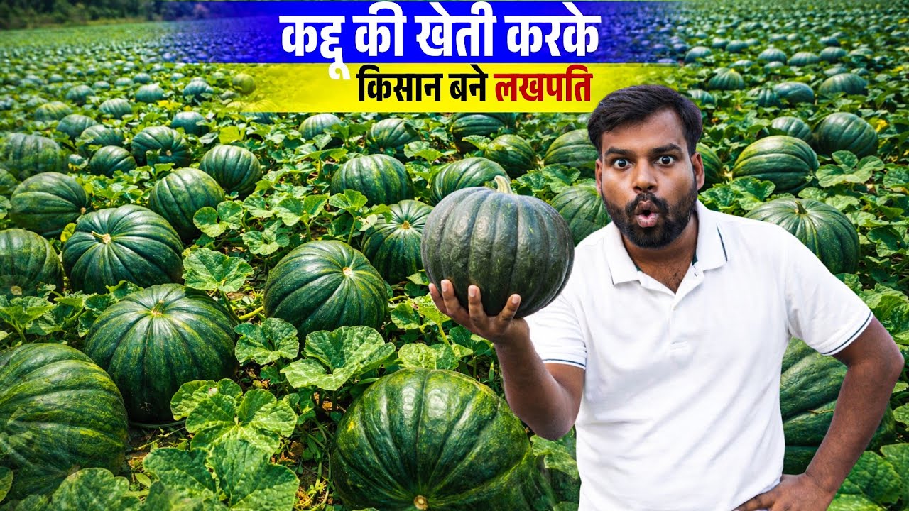 गलती से भी मत चूकना! कद्दू की ये खेती आपको अमीर बना देगी | Pumpkin Farming 🎃