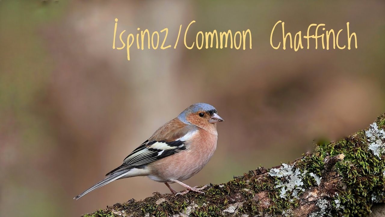 İspinoz / Common Chaffinch / Fringilla coelebs