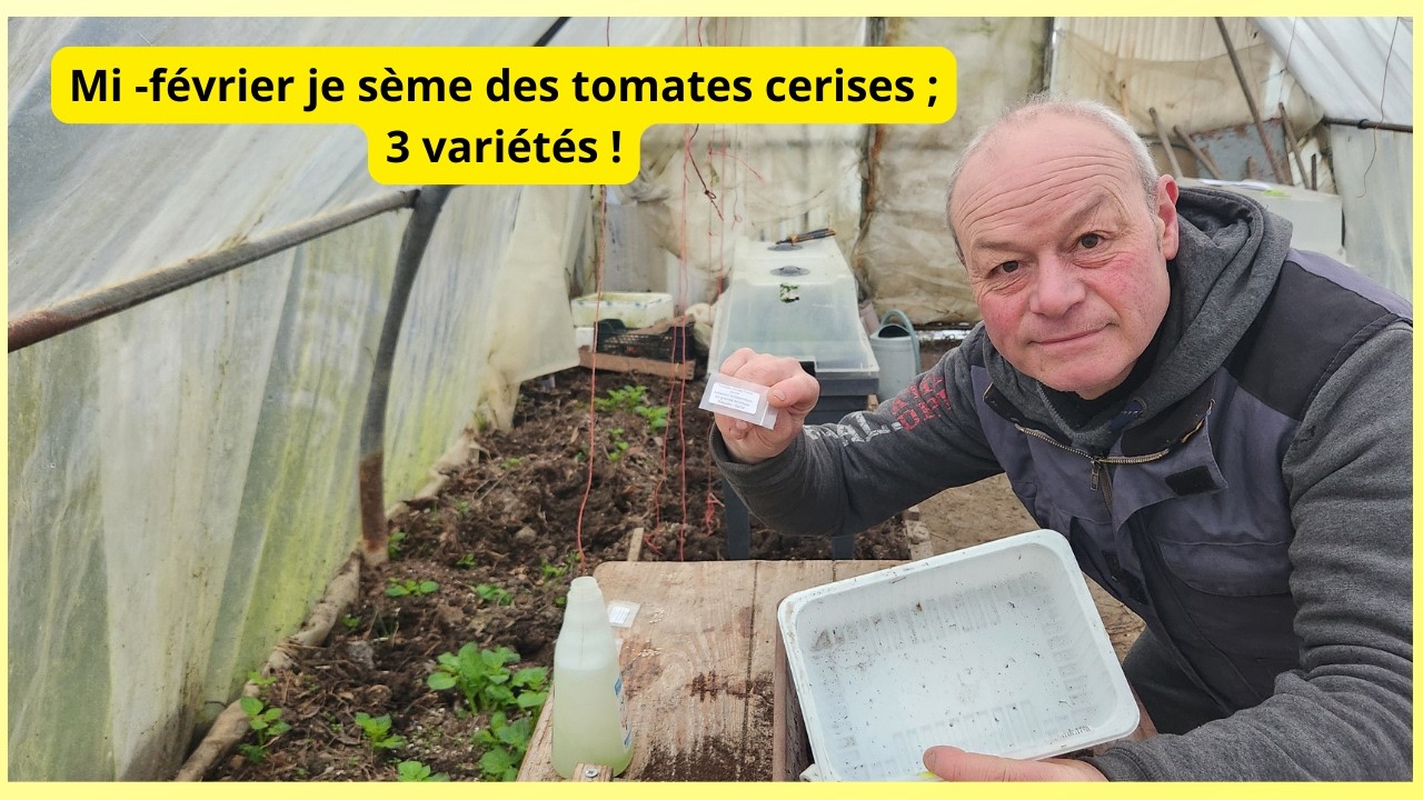 Mi f&eacute;vrier  je seme  des graines de tomates  🍅  Cerises  !