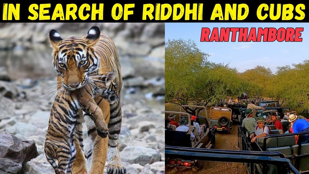 In search of Riddhi and Cubs | Tigress T-124 |Ranthambore Jungle Safari | Zone 3 Tiger Safari