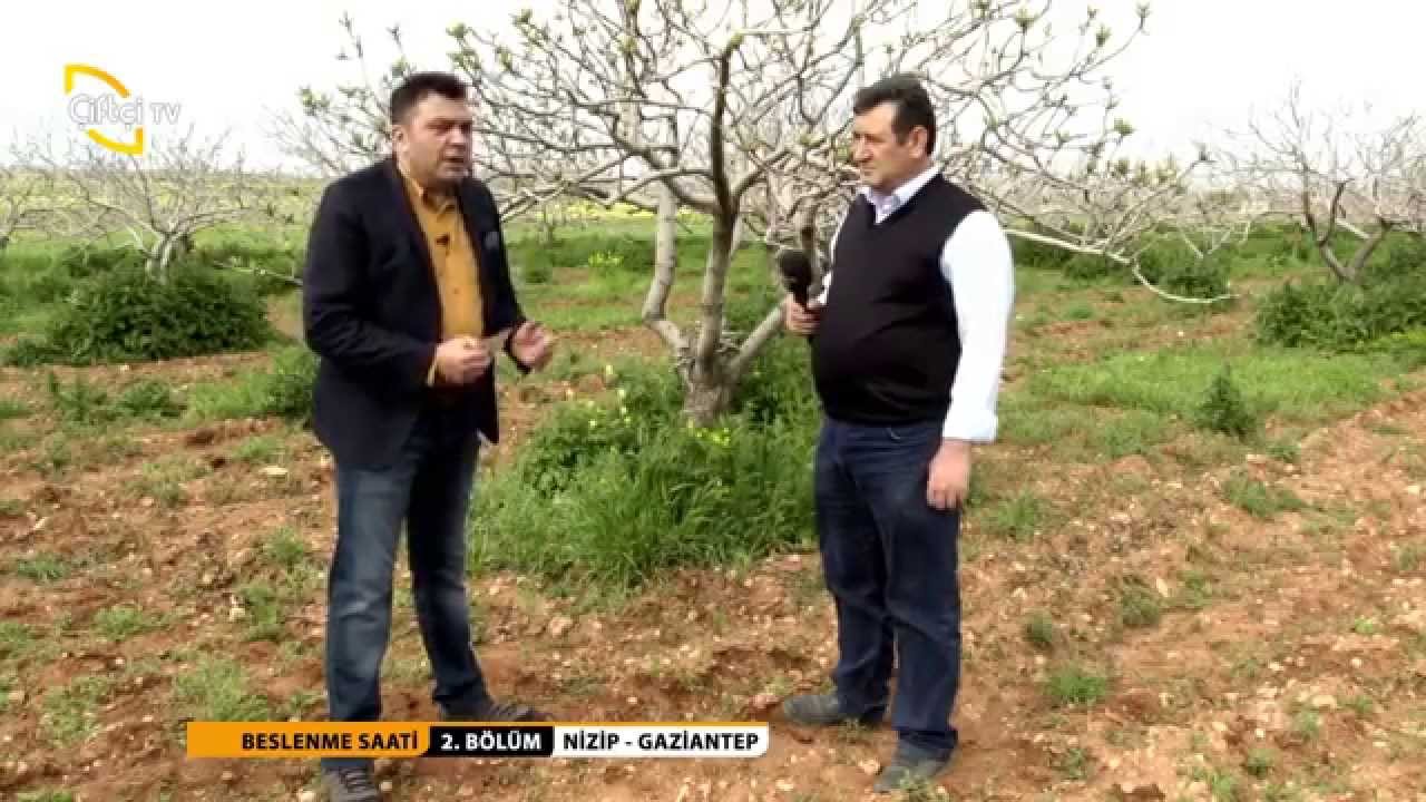 BESLENME SAATİ - ANTEP FISTIĞI ÜRETİMİ