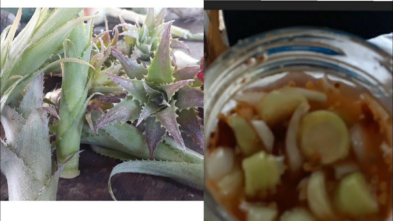 PREPARAMOS UN RICO CHILITO DE PI&Ntilde;ICOS 🌶🌶🌶🧅🧅🧅🧅