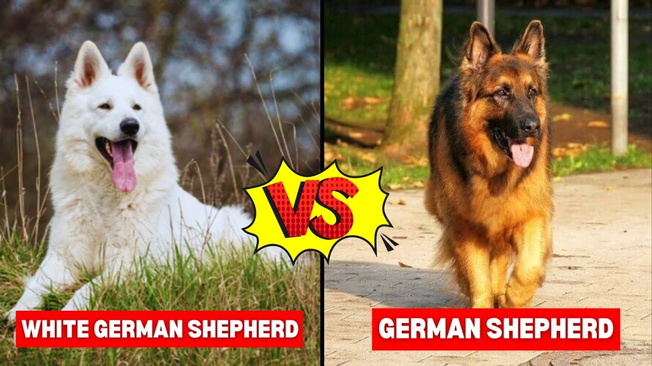 White German Shepherd vs German Shepherd