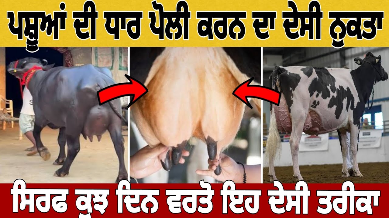 ਪਸ਼ੂਆਂ ਦੀ ਧਾਰ ਪੋਲੀ ਕਰਨ ਦਾ ਦੇਸੀ ਨੁਕਤਾ | ਧਾਰ ਕਲਡੀ ਹੋਵੇ ਵਰਤੋ ਦੇਸੀ ਤਰੀਕਾ |100% ਨਤੀਜਾ | #dariyfarming