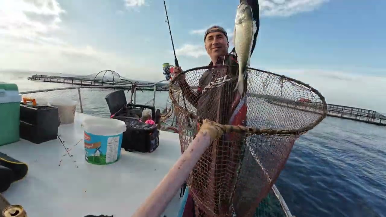 Trança Balıkçılık Didim Akbük Yengeç İle Çipura Avı (Kalama Sesine Doyduk)🎣🦀🐟