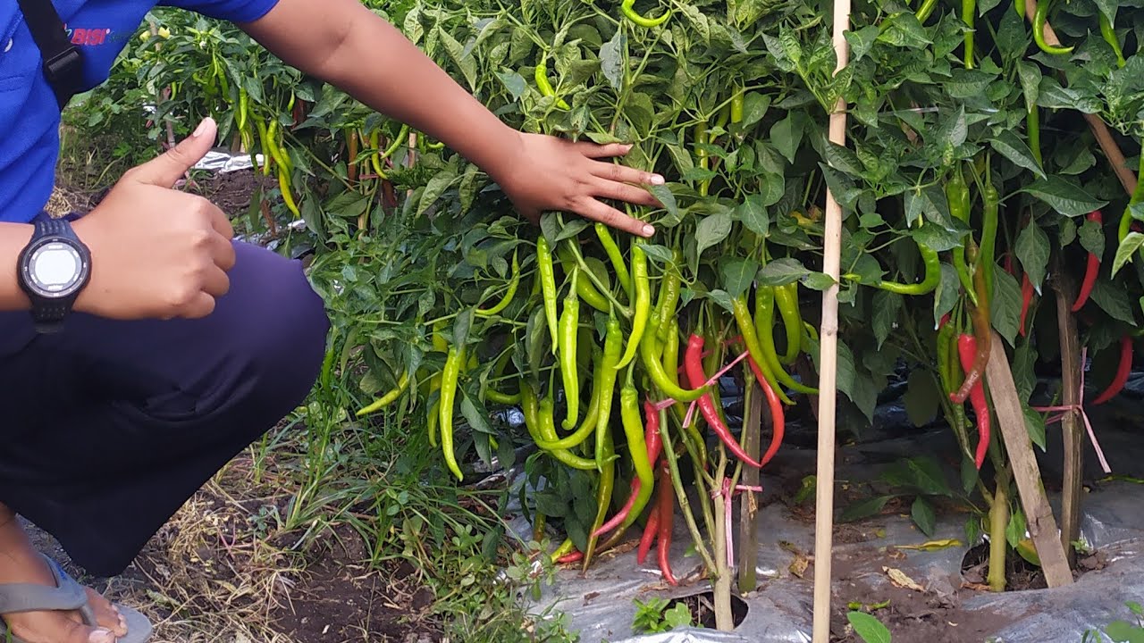 Cabai Horison 97 Buah Sangat Lebat- Part 1