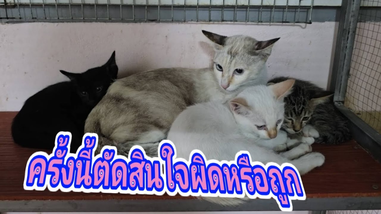 ครั้งนี้ตัดสินใจผิดหรือถูก26.ก.พ.69@stray_cats 