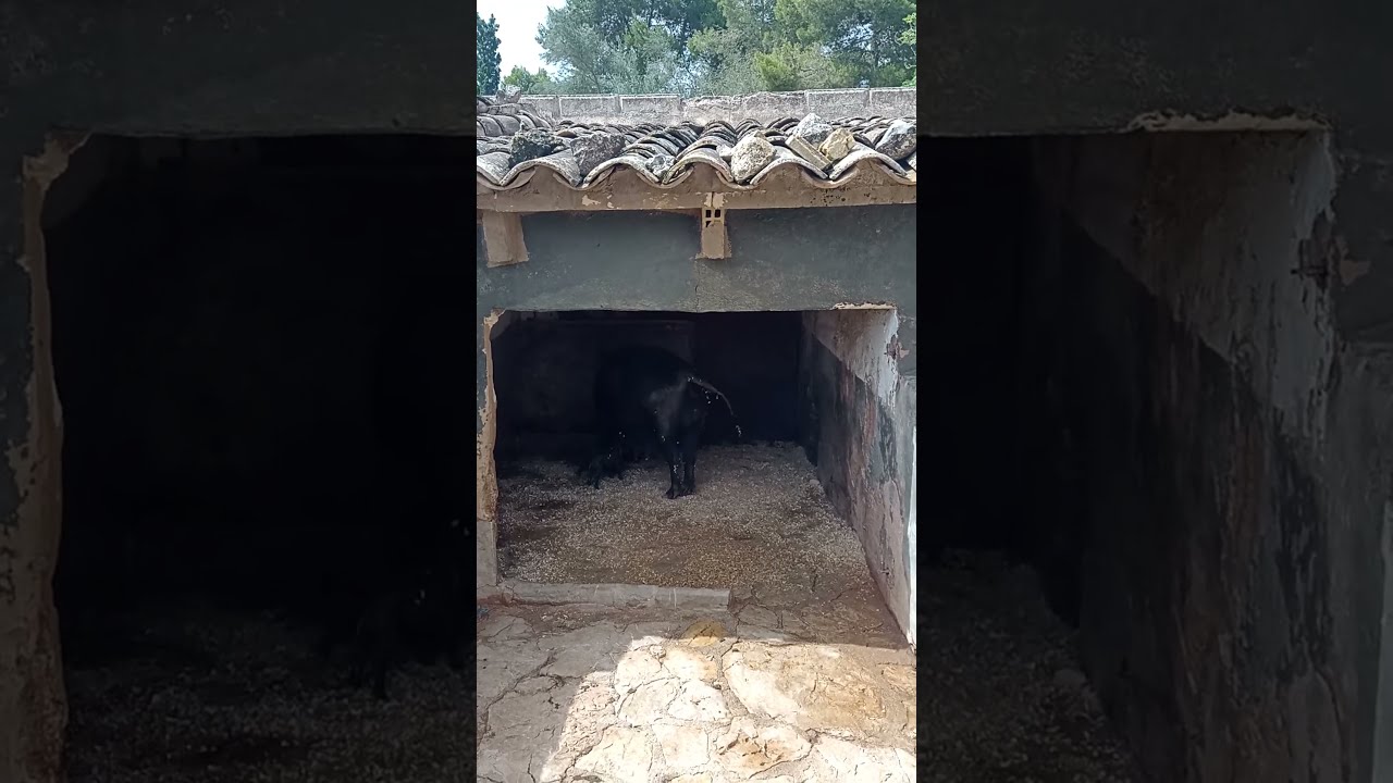 Mallorca -- Els Calderers -- Porc Negre -- die schwarzen Schweine - 2