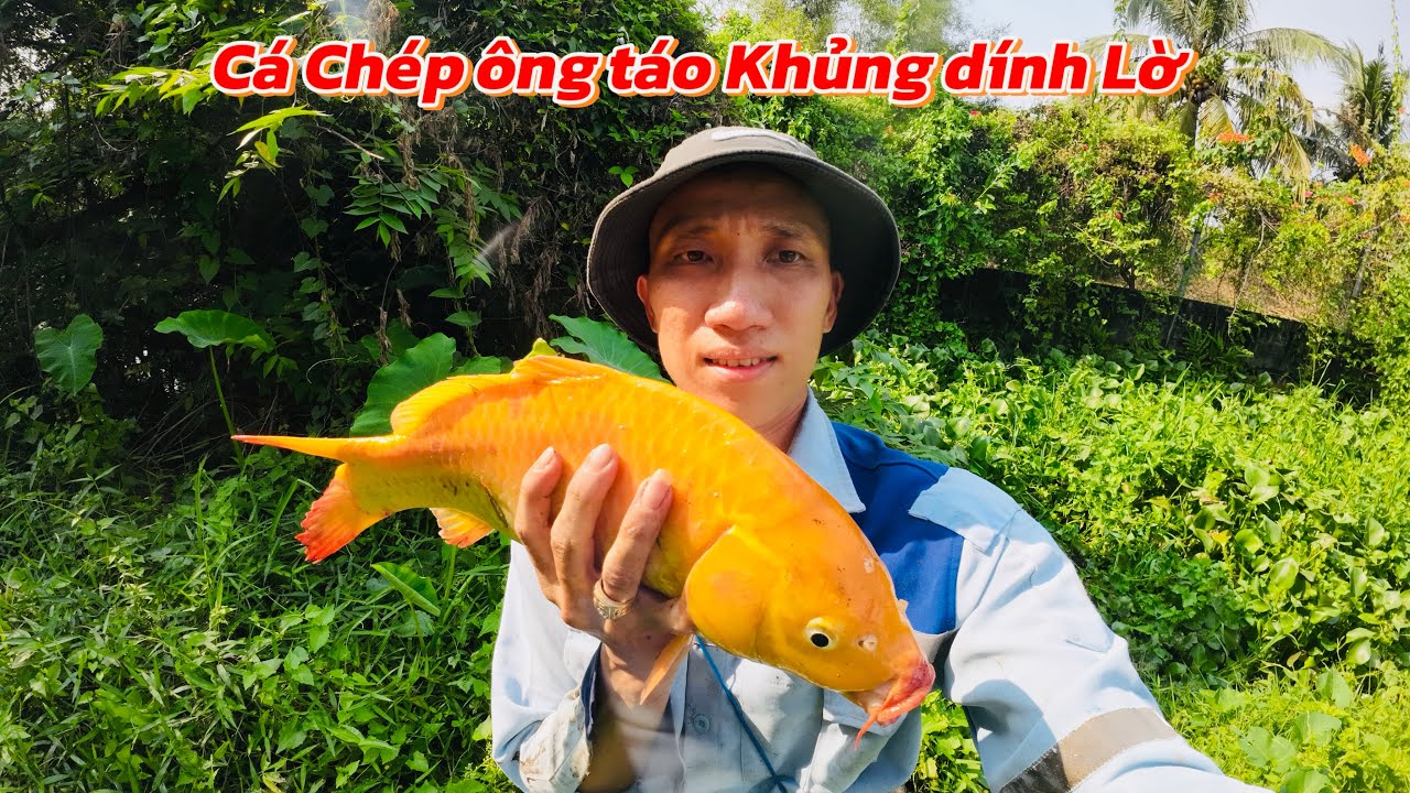  Cá Chép Vàng khủng Dính Lờ Cái kết Quá Bất Ngờ tập1 
