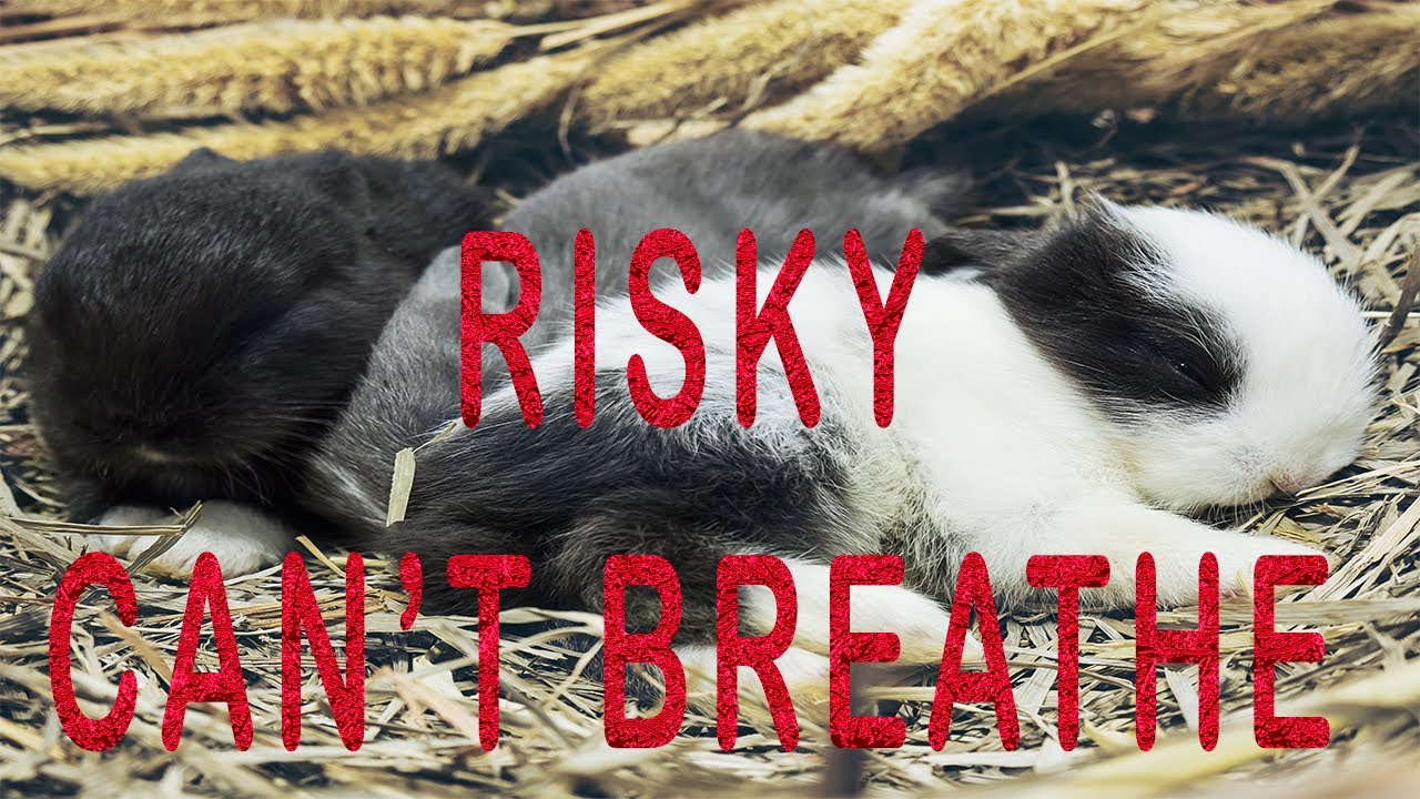 How to Diagnose Respiratory Problems in Rabbits