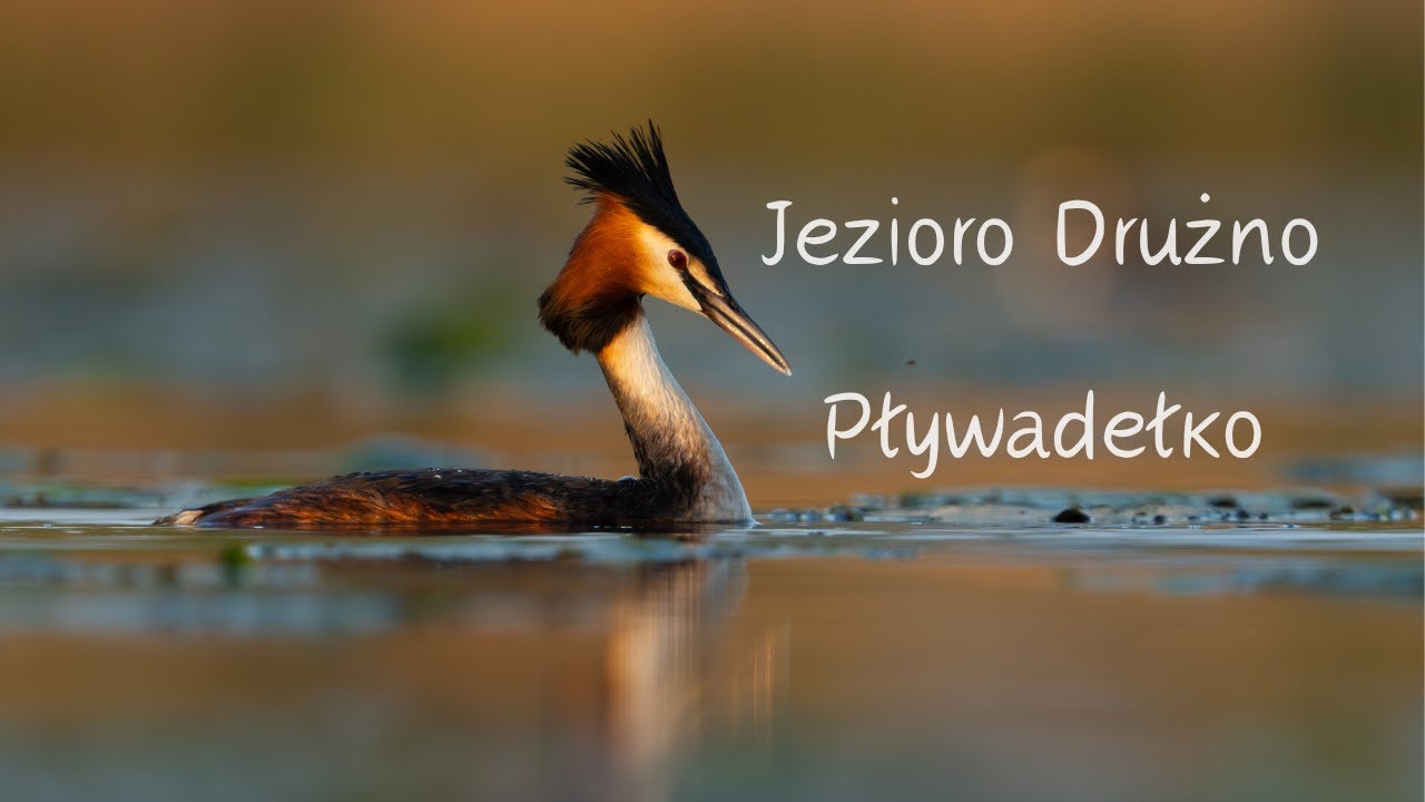 Jezioro Drużno // Pływadełko // sony a1 // fotografia przyrodnicza // sony 200-600 // Perkozy //
