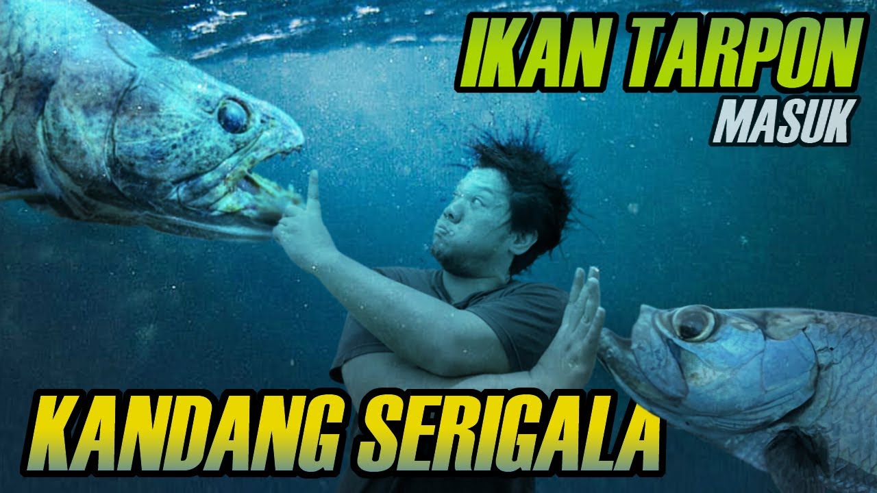 KOK GINI?!? || TARPON BESAR KETEMU WOLFFISH NGGA WELCOME !!