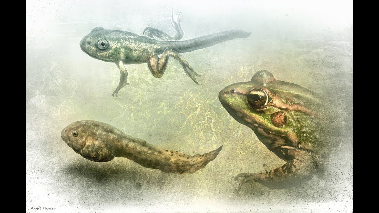 Cuaderno de Gaia 1º. Anfibios anuros ibéricos, reconocimiento de especies.