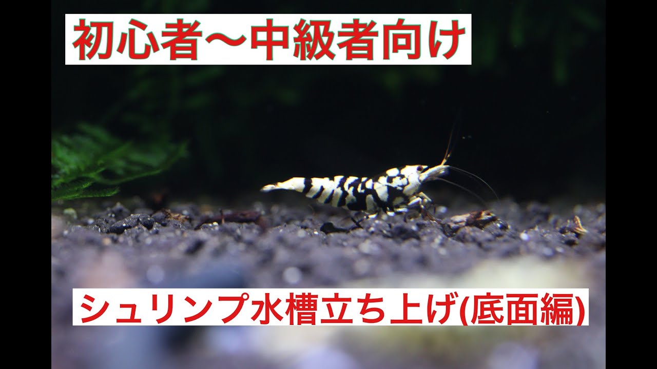 シュリンプ水槽立ち上げ(底面編)