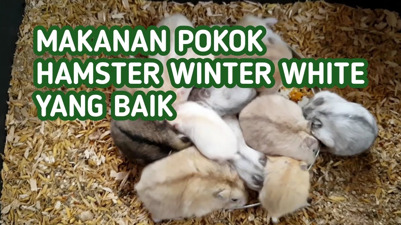 Makanan Pokok Hamster Winter White yang Bagus