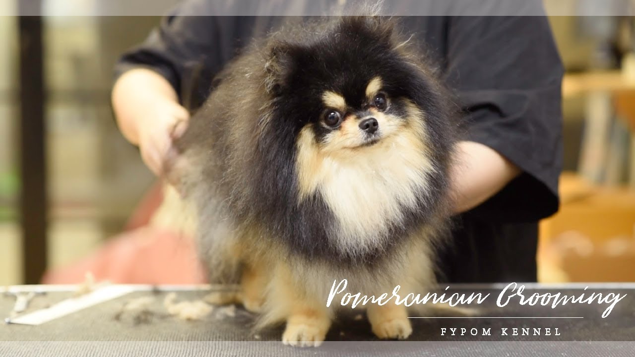 POMERANIAN GROOMING HAIRCUT