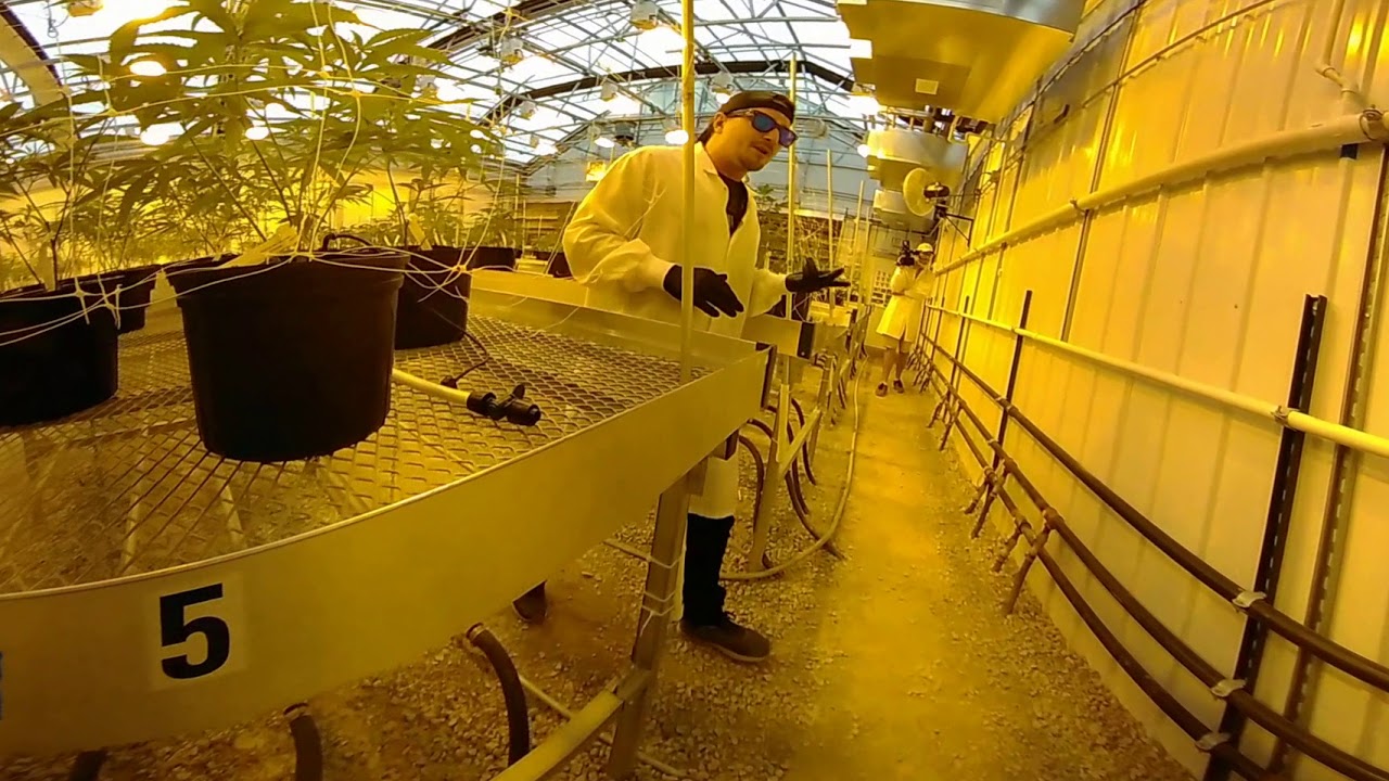 360 tour of a medical marijuana cultivation site