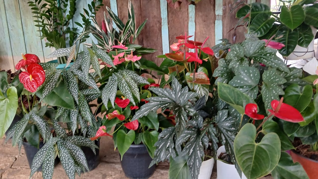 TE ENSEÑO LOS CUIDADOS DE LOS ANTURIOS Y DE MIS  BEGONIAS 🥰🌺❤️
