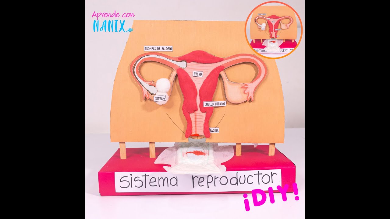 Así funciona la Menstruación en el Sistema Reproductor Femenino.