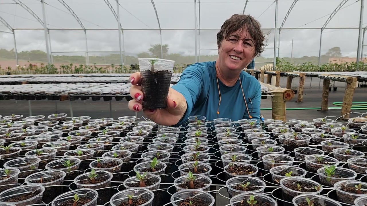 TRAZ A MAMADEIRA! NUTRIÇÃO DAS ROSAS DO DESERTO