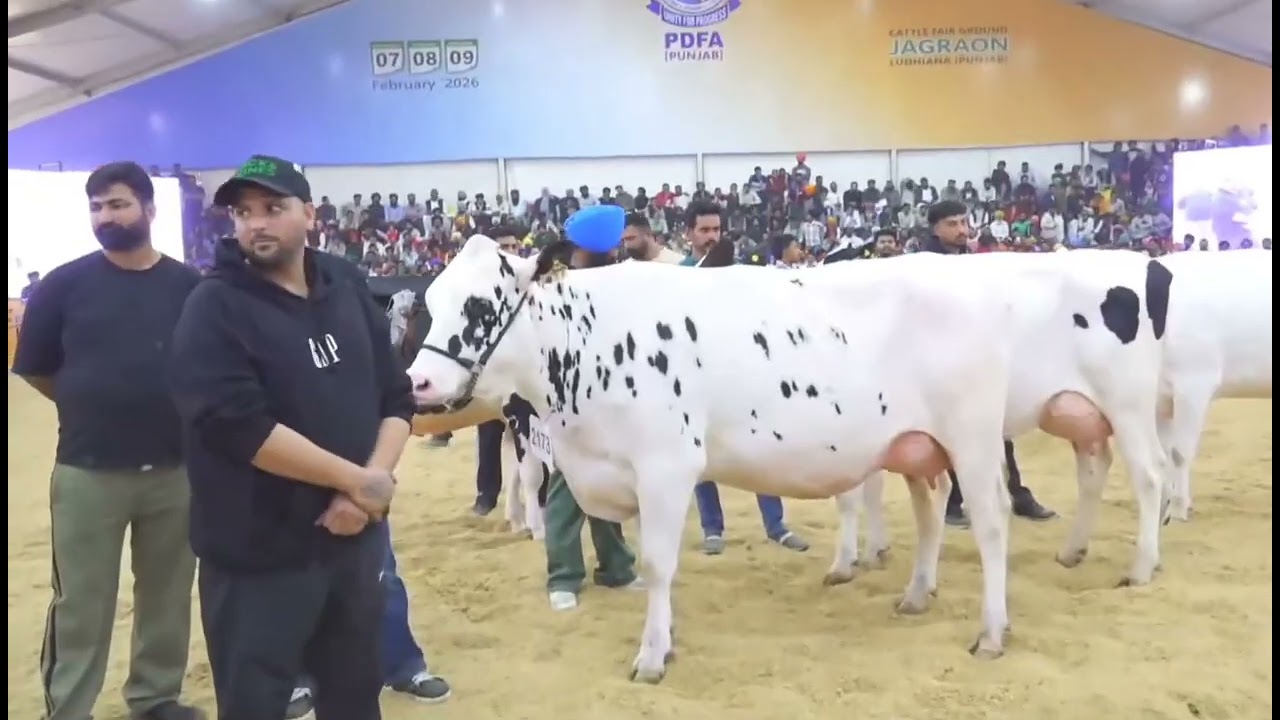 pdfa mela jagraon 2026 hf milking beauty  four teeth 