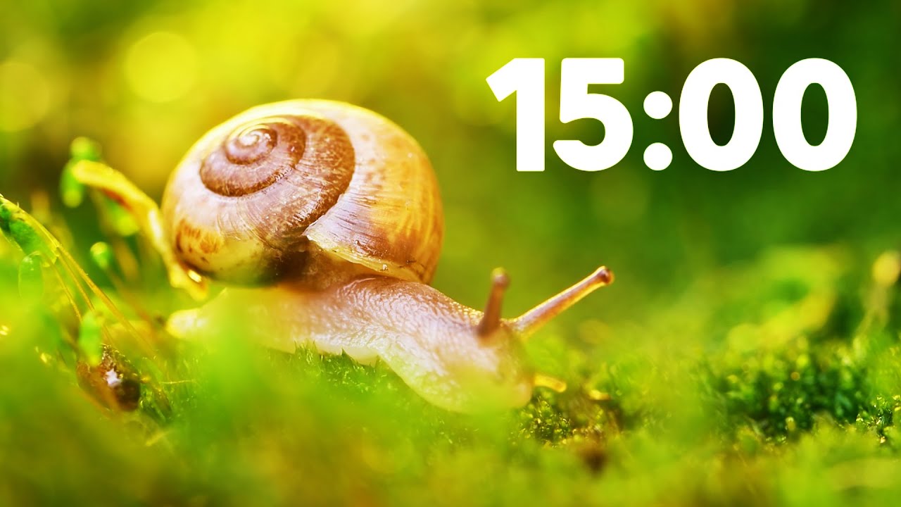 15 Minute Relaxing Spring Timer 🐌