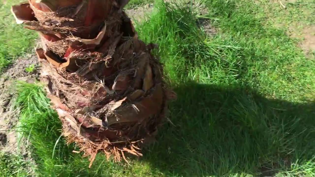 Palmy a Zahrady - Czech Republic-12.42018 - GLASSHOUSE REMOVAL -Washingtonia Robusta
