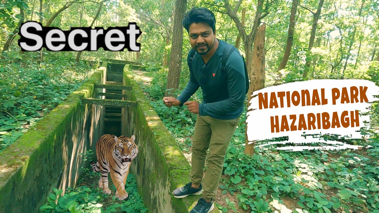 Exploring Wildlife Sanctuary 😱 Hazaribagh National Park | Cottage Room Stay | Jharkhand