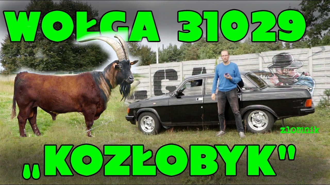 Złomnik: Wołga 31029 to połączenie byka z kozłem