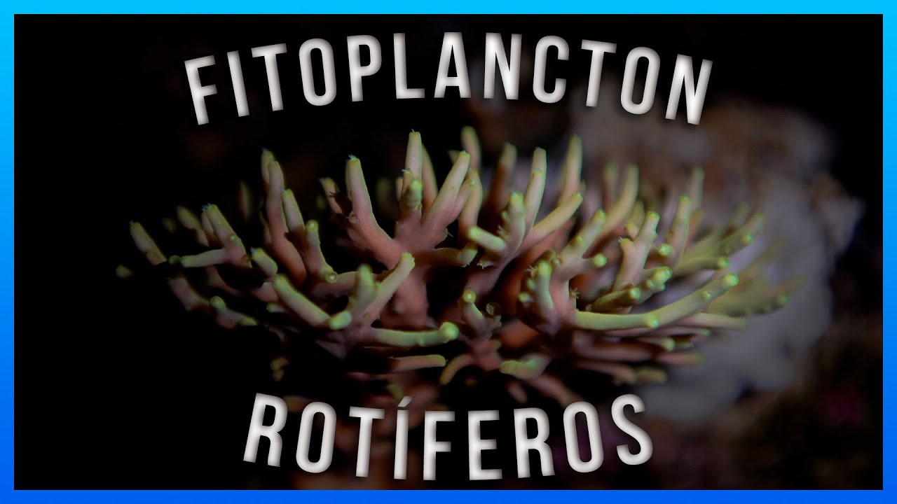¿Qué son el FITOPLANCTON, los ROTIFEROS y para qué sirven?