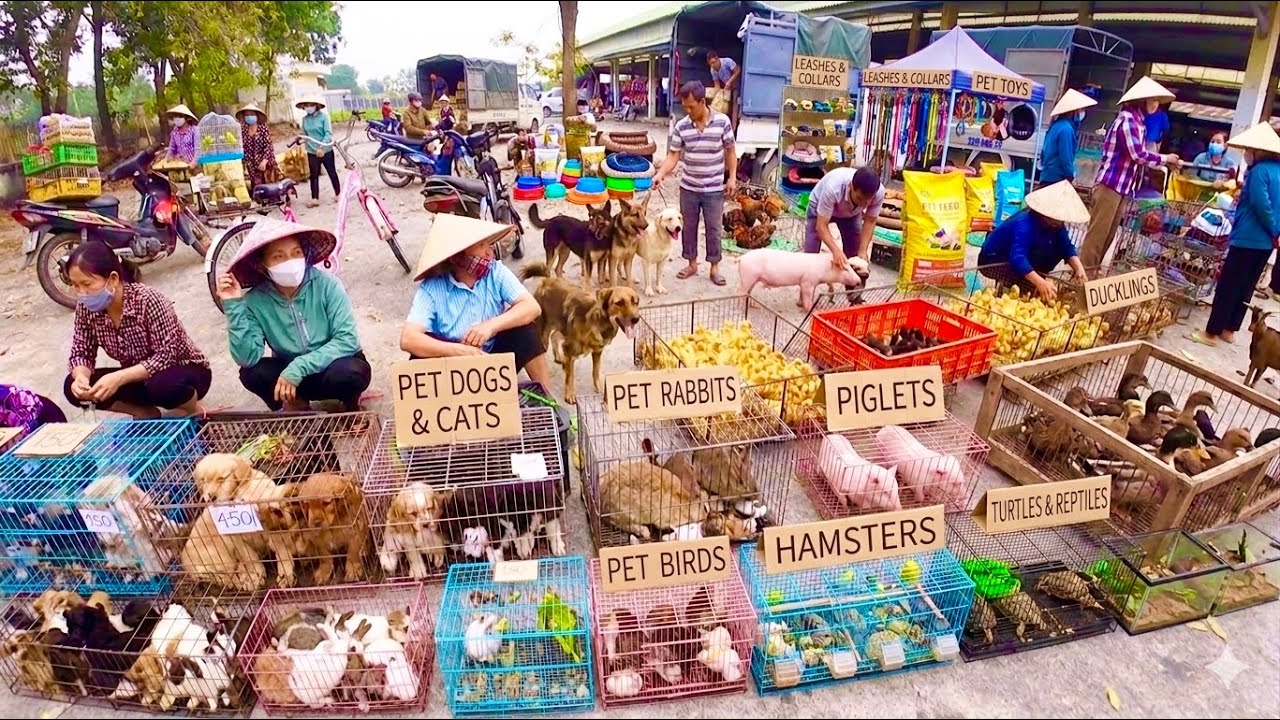 Pets & Animals in Vietnam&rsquo;s Rural Market | Real Life Experience