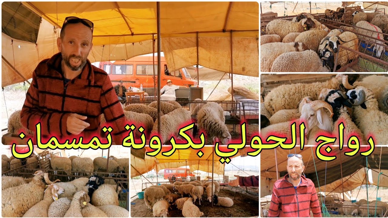 أجواء ما قبل عيد الأضحى المبارك وهذه اثمنة الحولي بـكرونة تمسمان ايت مليكشن عند مْحَمَّد0677187171
