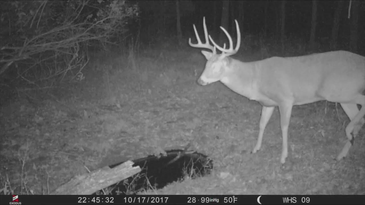 5 Tips For An Early Season Bowhunting Buck