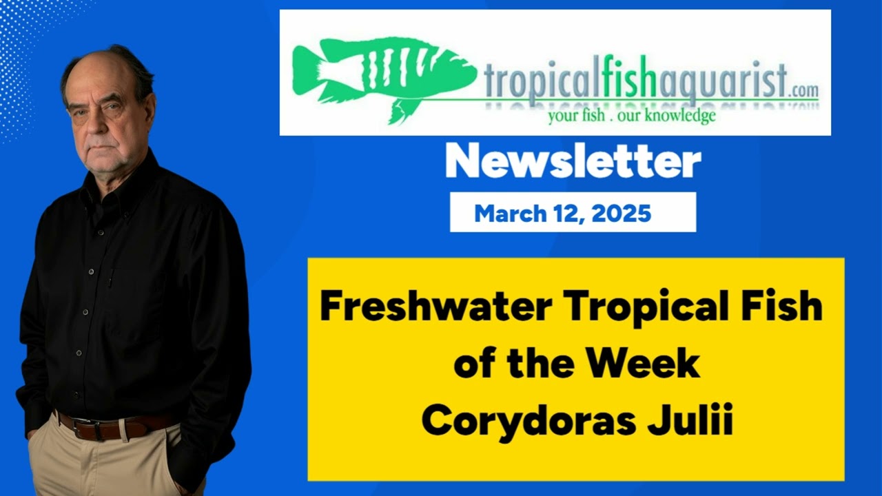 Beginner bottomfish - Corydoras Catfish