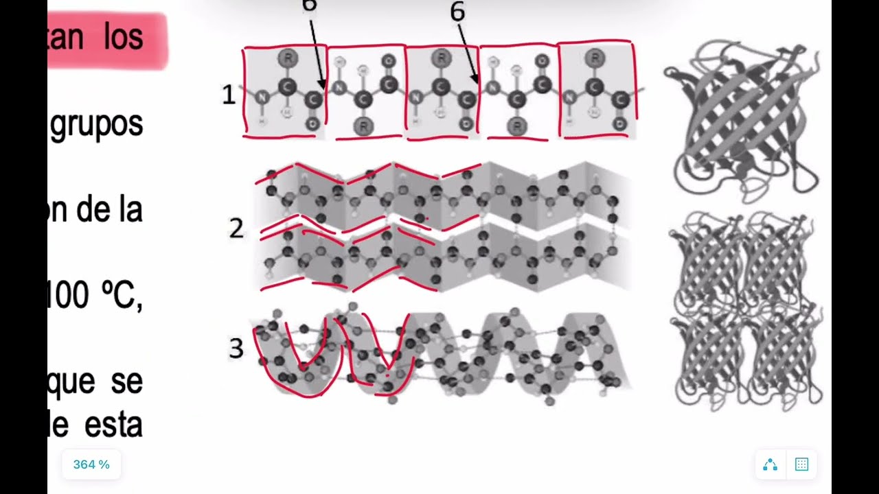 BQ: Biomoléculas (PAU 25 Biologia)