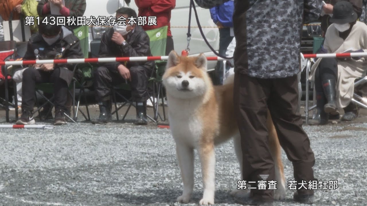 第143回秋田犬保存会本部展　第二審査若犬組牡部