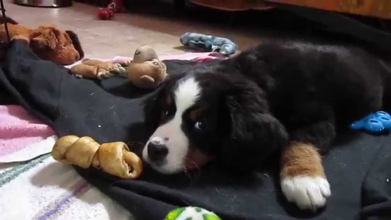 Merribelle Bernese Mountain Dog Puppy