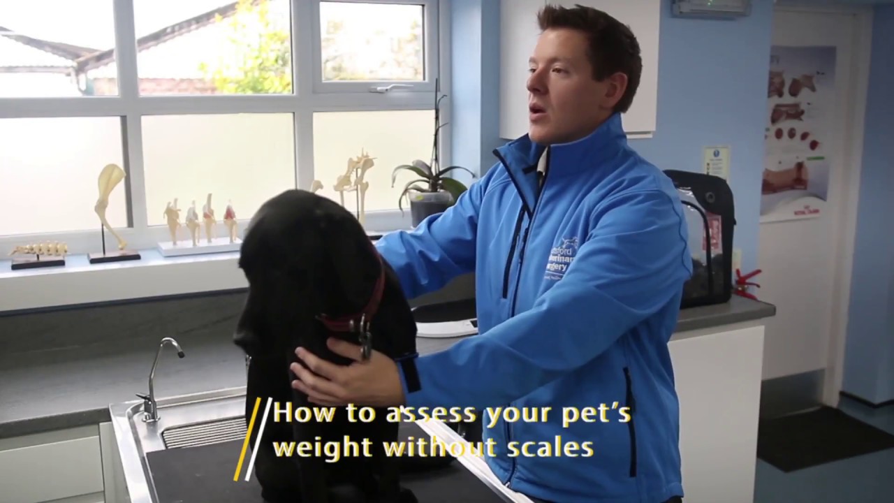 Is my dog a healthy weight? - Vet Advice