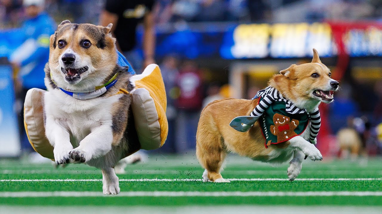 Corgis Race At Halftime At SoFi Stadium | LA Chargers