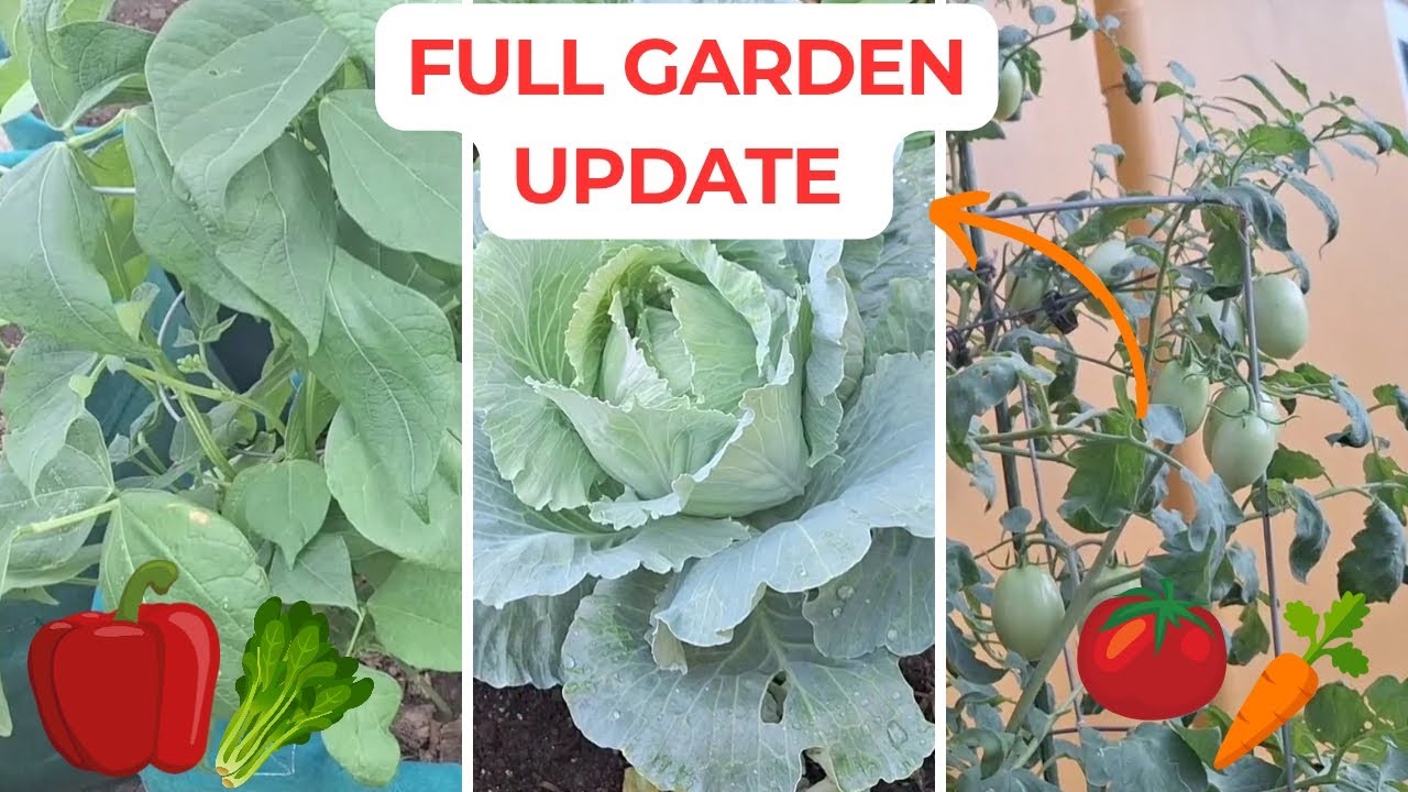 Updates On How I Plant An Immense Amount Of Food In My Container Garden!  #rooftopgardeing.