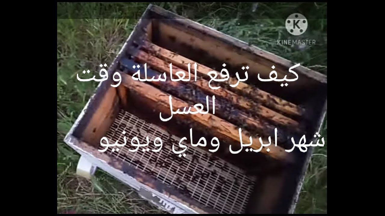 كيف  تجني العسل بسرعة متى تضع المحلول السكري بعد رفع العاسلة/وضع الاساسات ومعلومات ضرورية