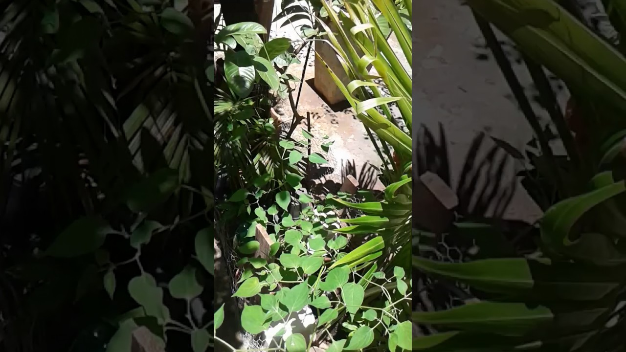 PIMENTA CUMARI como fazer mudas para sua horta ,no vaso ou quintal!