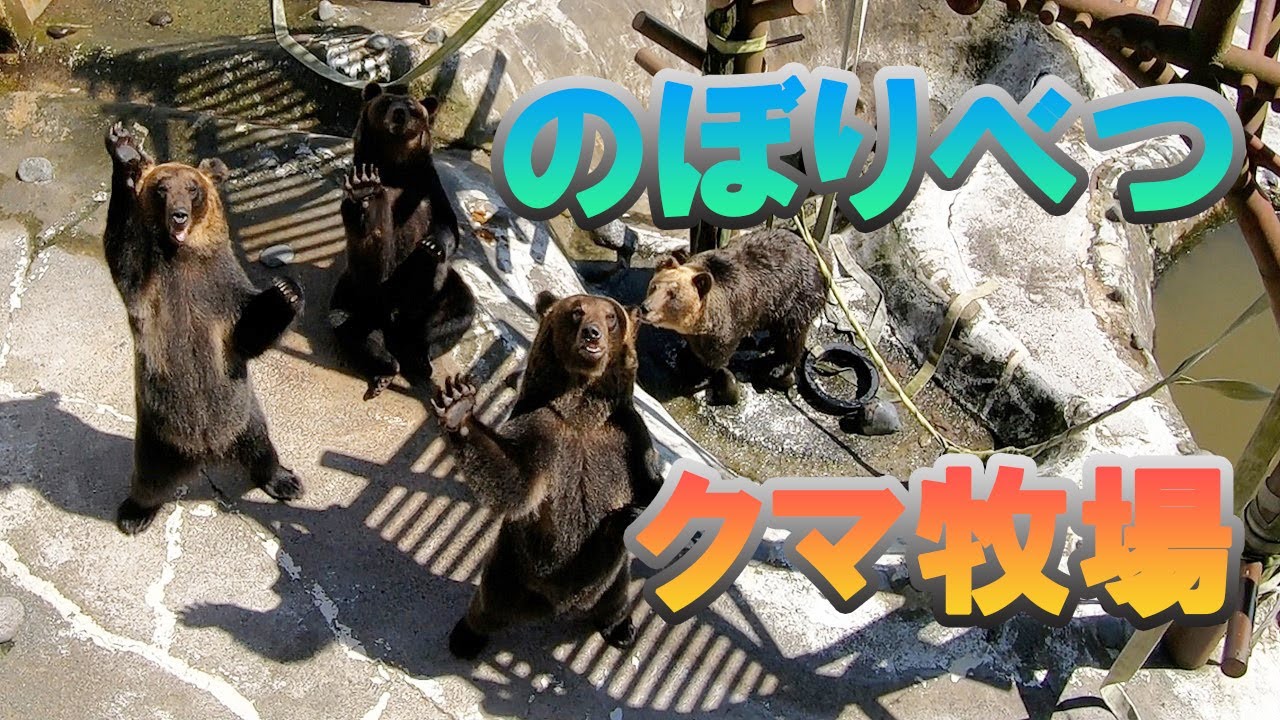 のぼりべつクマ牧場で、くれくれポーズをしてくれるエゾヒグマ（羆・熊）にエサをあげ（餌やり）に行ってきた【北海道・登別市観光】登別温泉