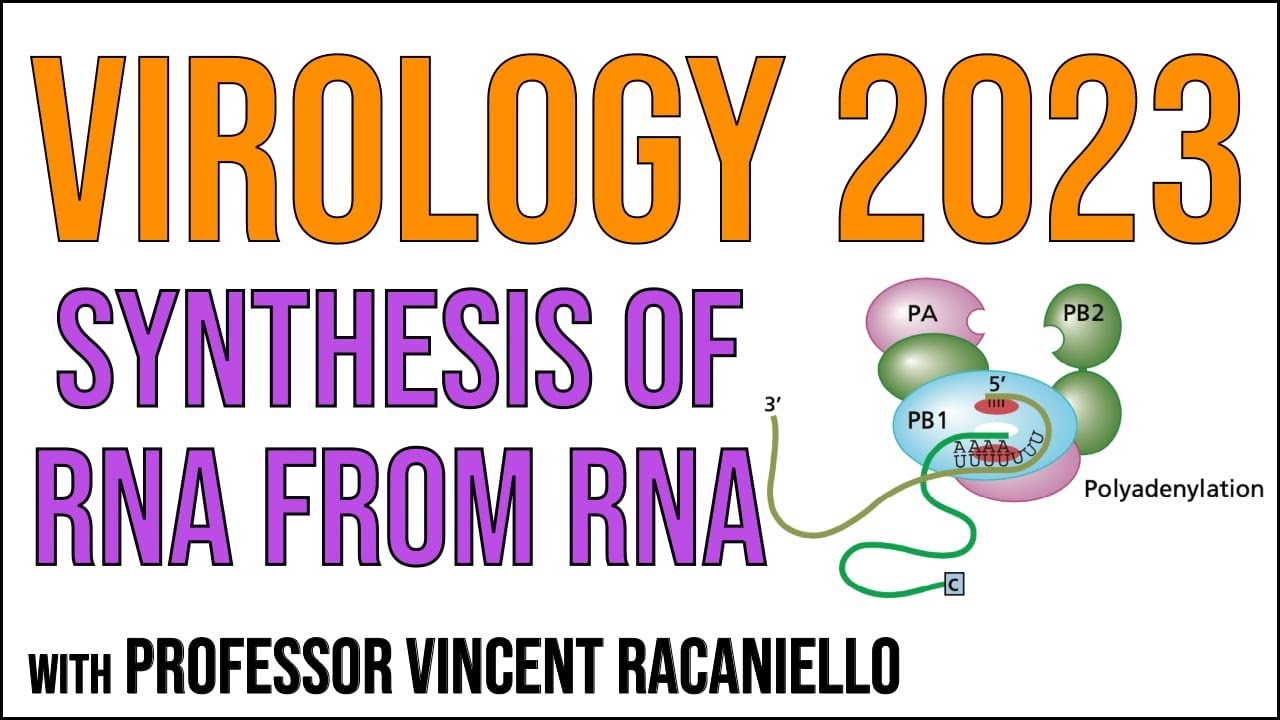 Virology Lectures 2023 #6: Synthesis of RNA from RNA