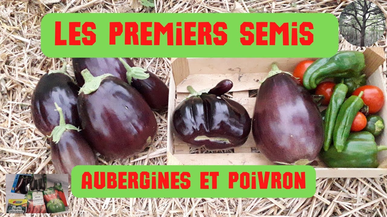 Les premiers semis 2022 😜 (aubergine et poivron)