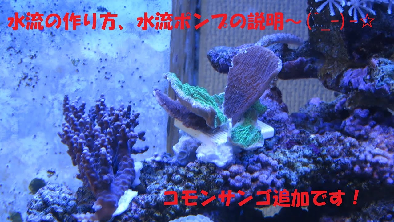 水流の作り方、水流ポンプの説明！コモンサンゴ追加(^_-)-☆