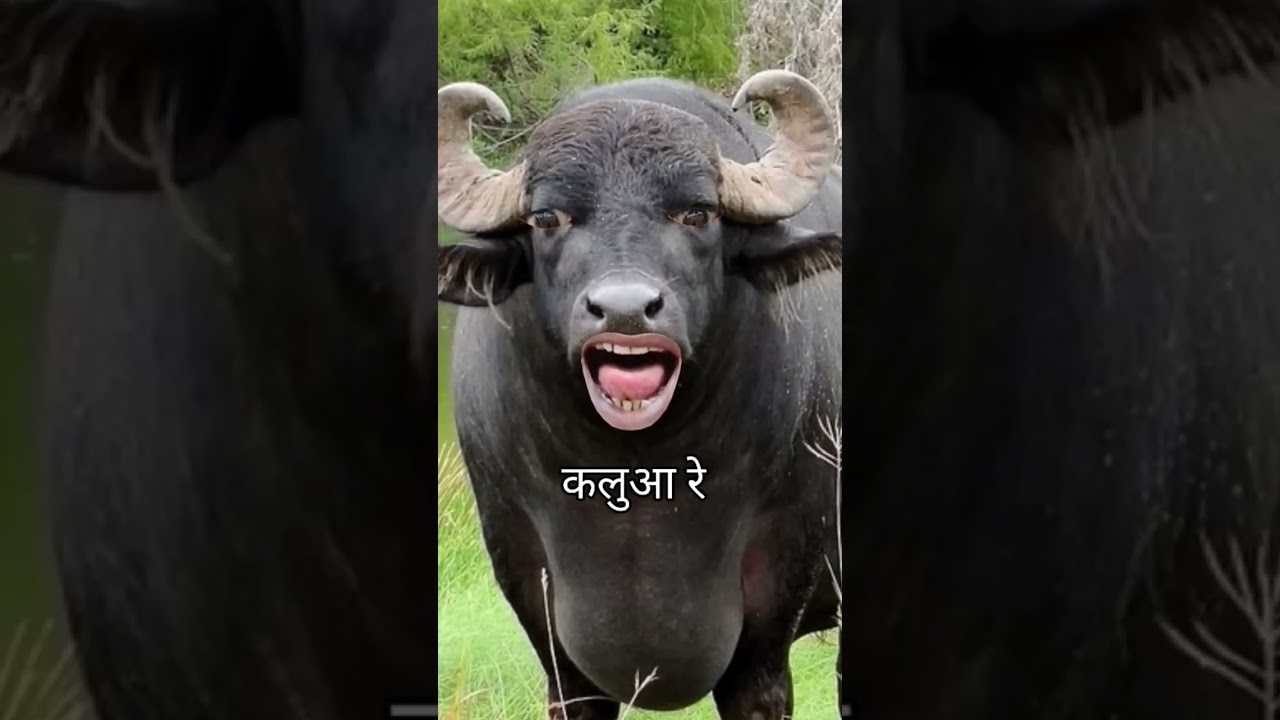 कलुआ रे / kalua re #panilaore #entertainment #buffalo #animalcomedy #cartoon #cow