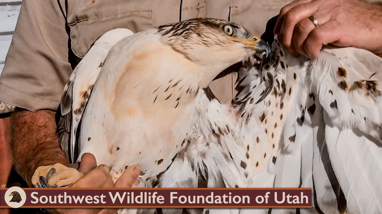 Biggest Hawk Back to the Wild | Release of Ferruginous Hawk